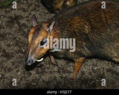 La souris mâle (Tragulus Philippine deer nigricans), alias Balabac Chevrotain localement ou Pilandok Banque D'Images