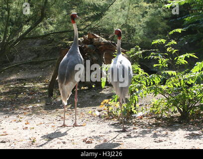 Grues Sarus mâle et femelle (Grus antigone), les oiseaux qui volent plus haut dans le monde Banque D'Images