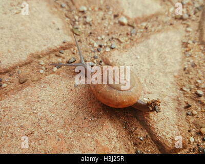 Closeup shot of small brown snail de ramper sur du béton recouvert de tuiles brunes avec des cailloux Banque D'Images
