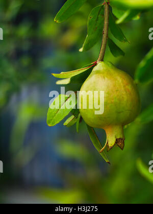 Photo de gros plan , Grenade Punica Punica granatum, ou apple Banque D'Images