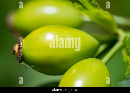 Vert Vert plein cadre détail rose musquée Banque D'Images