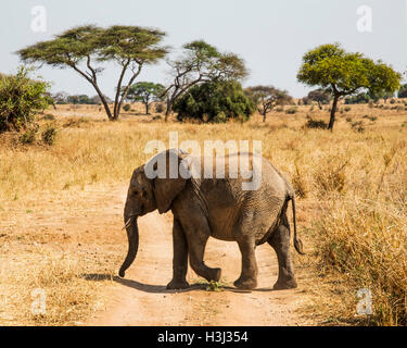 Un jeune éléphant africain traverse la route dans le parc national de Tarangire, en Tanzanie, avec un acacia dans l'arrière-plan Banque D'Images