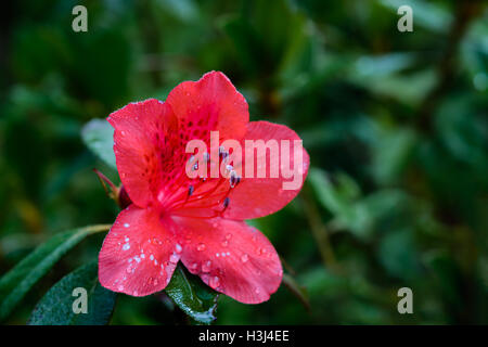 Rhododendron arboreum Smith subsp. delavayi (Franch.) Chamberlain, Ericaceae, Rhododendron de Delavay Banque D'Images