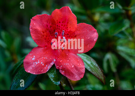 Rhododendron arboreum Smith subsp. delavayi (Franch.) Chamberlain, Ericaceae, Rhododendron de Delavay Banque D'Images