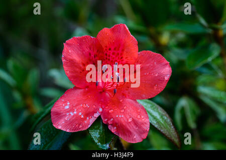 Rhododendron arboreum Smith subsp. delavayi (Franch.) Chamberlain, Ericaceae, Rhododendron de Delavay Banque D'Images