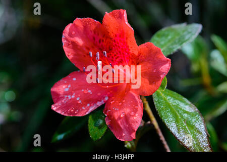 Rhododendron arboreum Smith subsp. delavayi (Franch.) Chamberlain, Ericaceae, Rhododendron de Delavay Banque D'Images