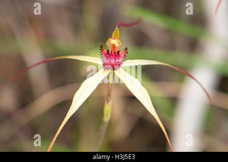 Caladenia oenochila, Vin-lipped orchidée araignée à Baluk Flore Willam Réserver, Belgrave Sud, Victoria, Australie Banque D'Images