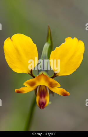 Diuris orientis, Wallflower Orchid à Baluk Flore Willam Réserver, Belgrave Sud, Victoria, Australie Banque D'Images