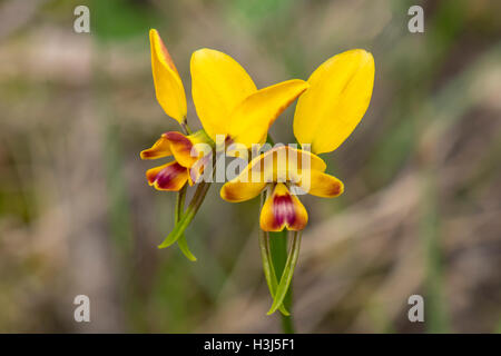 Diuris orientis, Wallflower Orchid à Baluk Flore Willam Réserver, Belgrave Sud, Victoria, Australie Banque D'Images