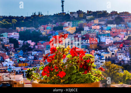 Géranium Rouge Bleu Rouge Orange Couleur de nombreuses maisons de Guanajuato au Mexique Banque D'Images