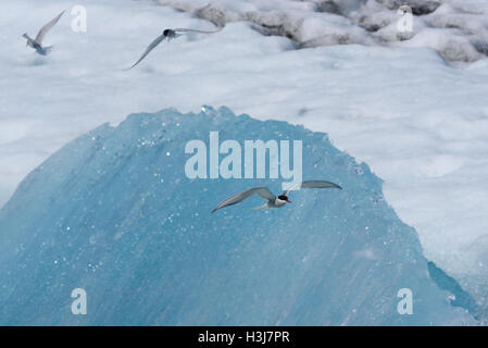 Sterne arctique Sterna paradisaea, Glacier Jökulsárlón Lagoon, Iceland Banque D'Images