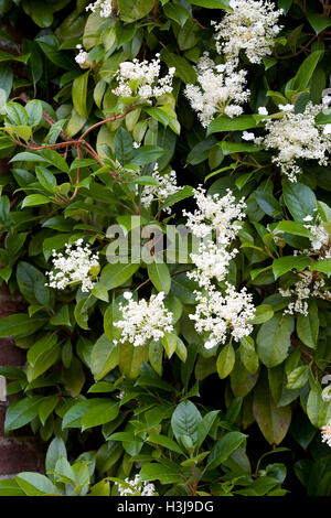 L'Hydrangea seemannii. Banque D'Images