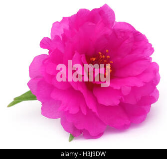 Portulaca grandiflora ou moss rose sur fond blanc Banque D'Images