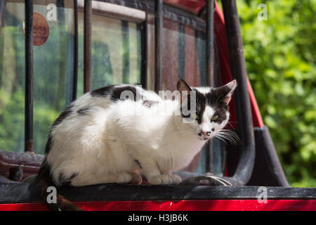 Chat noir et blanc perché sur une camionnette rouge. Banque D'Images