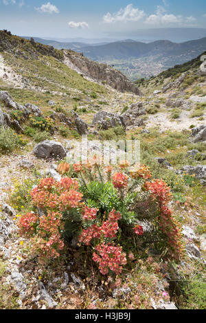 Euphorbia sauvages et les fleurs sauvages poussent sur le flanc du Mont Ainos surplombant le village de Valsamata Banque D'Images