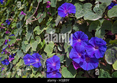 Blue Morning Glory, Ipomoea indica, poussent à l'état sauvage en Grèce. Banque D'Images