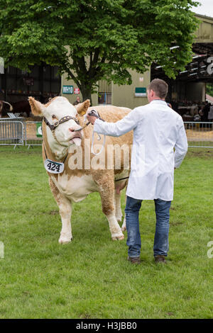 Une vache Simmental britannique est en cours d'un défilé à la Trois Comtés show Banque D'Images