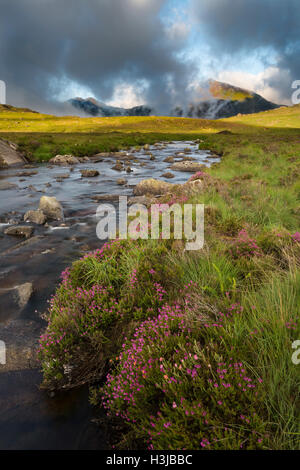 Nant Gwryd découle de Llyn Cwmffynnon menant à Dyffryn Mymbyr. Heather sauvage pousse dans l'avant-plan. Banque D'Images