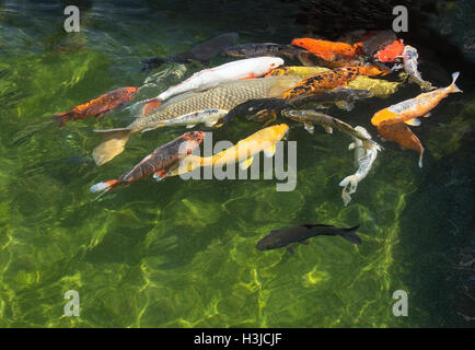 Rouge de couleur jaune orange et blanc poisson koi étang en gros plan Banque D'Images