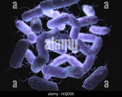 Enterobacteriaceae : grande famille de bactéries à Gram négatif qui reprend la plupart des pathogènes plus familiers. Banque D'Images