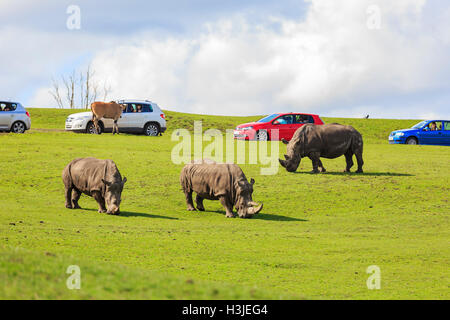 Spring Grove, APR 23 : voyager dans la magnifique West Midland Safari Park on APR 23, 2016 à Spring Grove, United Kingdom Banque D'Images