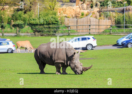 Spring Grove, APR 23 : voyager dans la magnifique West Midland Safari Park on APR 23, 2016 à Spring Grove, United Kingdom Banque D'Images