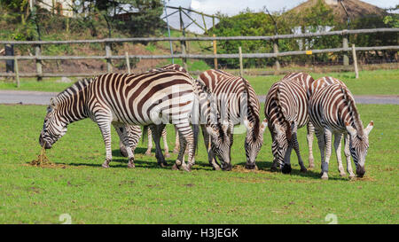 Spring Grove, APR 23 : voyager dans la magnifique West Midland Safari Park on APR 23, 2016 à Spring Grove, United Kingdom Banque D'Images