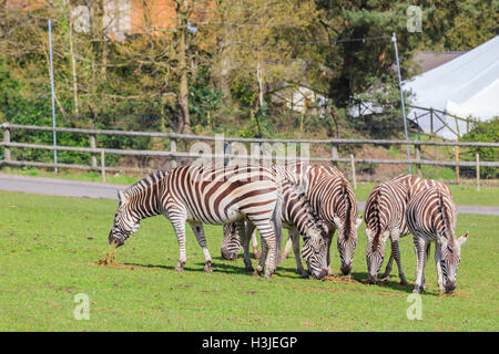 Spring Grove, APR 23 : voyager dans la magnifique West Midland Safari Park on APR 23, 2016 à Spring Grove, United Kingdom Banque D'Images