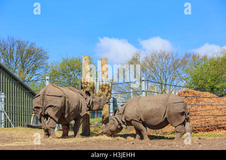 Spring Grove, APR 23 : voyager dans la magnifique West Midland Safari Park on APR 23, 2016 à Spring Grove, United Kingdom Banque D'Images