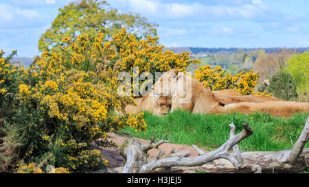 Lion dans la belle West Midland Safari Park on APR 23, 2016 à Spring Grove, United Kingdom Banque D'Images