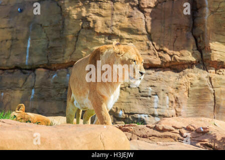 Lion dans la belle West Midland Safari Park on APR 23, 2016 à Spring Grove, United Kingdom Banque D'Images