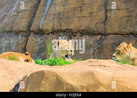 Lion dans la belle West Midland Safari Park on APR 23, 2016 à Spring Grove, United Kingdom Banque D'Images