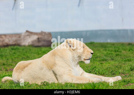 Spring Grove, APR 23 : Tigre du Bengale dans la belle West Midland Safari Park on APR 23, 2016 à Spring Grove, United Kingd Banque D'Images