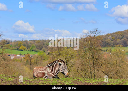 Spring Grove, APR 23 : voyager dans la magnifique West Midland Safari Park on APR 23, 2016 à Spring Grove, United Kingdom Banque D'Images
