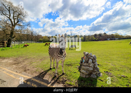 Le zèbre dans la magnifique West Midland Safari Park on APR 23, 2016 à Spring Grove, United Kingdom Banque D'Images