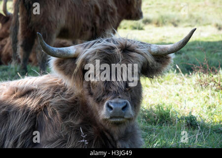 Dark haired highland cow Banque D'Images