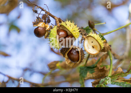 Les graines mûres de l'Aesculus hippocastanum,Tilleul,prêt à tomber de leur coquille. Banque D'Images