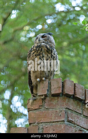 Eagle-owl (Bubo), Wildpark Schwarze Berge, Rosengarten, Basse-Saxe, Allemagne Banque D'Images