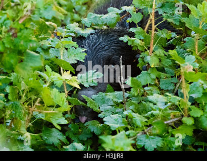 Baby Black Bear Eating Berries Banque D'Images
