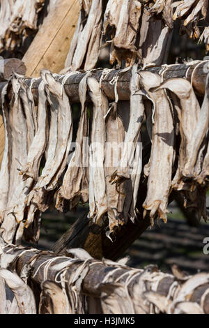 Les séchoirs omniprésents font face à l'océan pour sécher à l'air dans les vents de la mer. Stockfish est une exportation importante. Îles Lofoten, Norvège, Banque D'Images