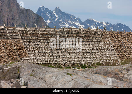 Les séchoirs omniprésents font face à l'océan pour sécher à l'air dans les vents de la mer. Stockfish est une exportation importante. Îles Lofoten, Norvège, Banque D'Images