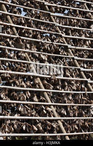 Les séchoirs omniprésents font face à l'océan pour sécher à l'air dans les vents de la mer. Stockfish est une exportation importante. Îles Lofoten, Norvège, Banque D'Images