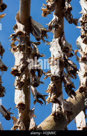 Les séchoirs omniprésents font face à l'océan pour sécher à l'air dans les vents de la mer. Stockfish est une exportation importante. Îles Lofoten, Norvège, Banque D'Images