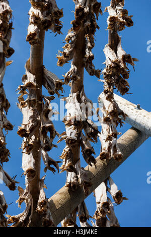 Les séchoirs omniprésents font face à l'océan pour sécher à l'air dans les vents de la mer. Stockfish est une exportation importante. Îles Lofoten, Norvège, Banque D'Images