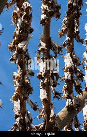 Les séchoirs omniprésents font face à l'océan pour sécher à l'air dans les vents de la mer. Stockfish est une exportation importante. Îles Lofoten, Norvège, Banque D'Images