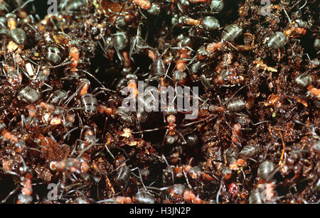 Formica rufa. Les fourmis des bois l'essaimage avec colère hors de leur nid en réponse à une perturbation de Ufton Woods, un bois de conifères à West Berkshire, Angleterre, Royaume-Uni. Ces fourmis sont très agressifs. Banque D'Images