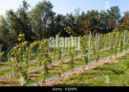 Nouveau vignoble ultra moderne en Octobre Banque D'Images