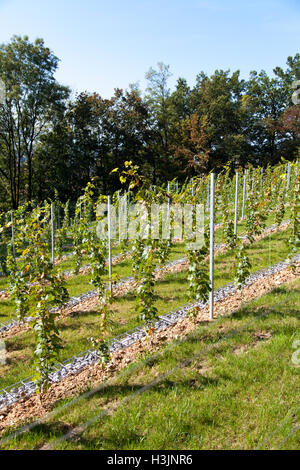 Nouveau vignoble ultra moderne en Octobre Banque D'Images