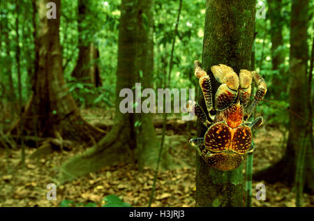 Crabe de cocotier (Birgus latro) Banque D'Images