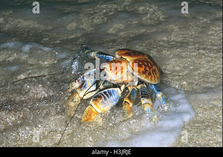 Crabe de cocotier (Birgus latro) Banque D'Images